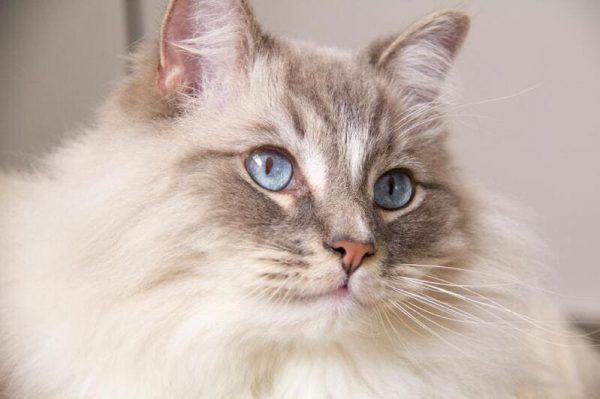 Razas de Gatos Ragdoll