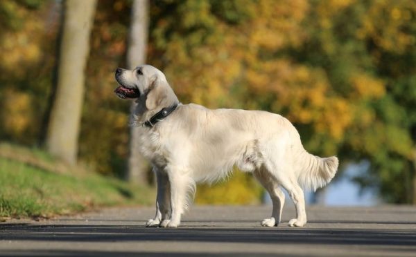 Razas de Perros Golden Retriever