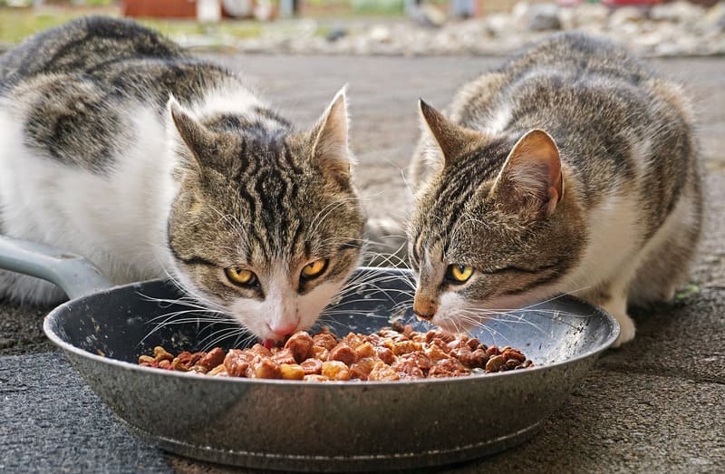 Alimento para Gatos