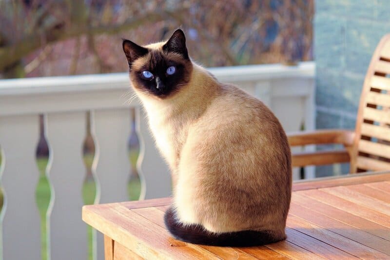 Razas de Gatos el Gato Siamés