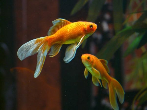 Peces como Mascotas