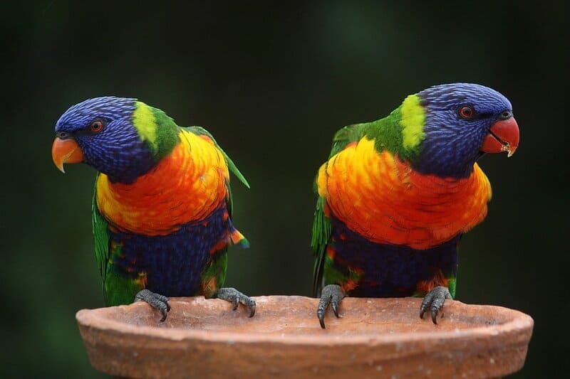 Aves como mascotas familiares