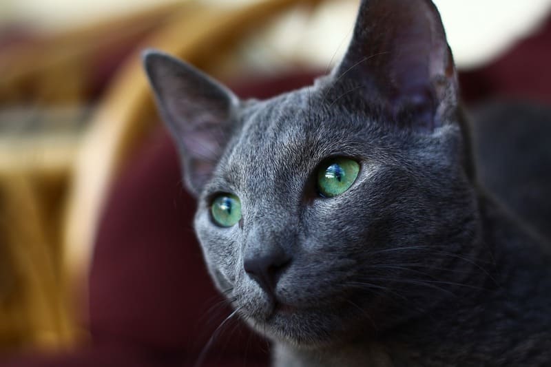 Raza de Gatos Azul Ruso