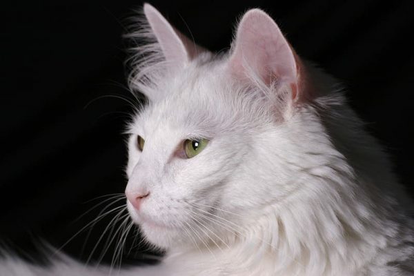 Razas de Gatos el Angora