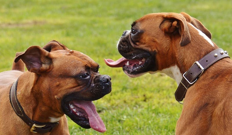 Raza de Perros el Boxer