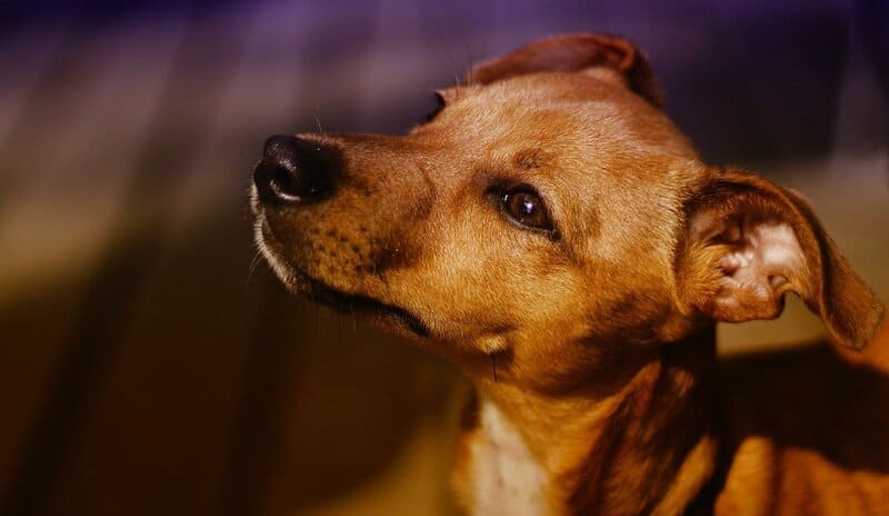 Razas de Perros Mestizo o Criollo