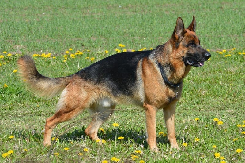 Razas de perros el Pastor Alemán