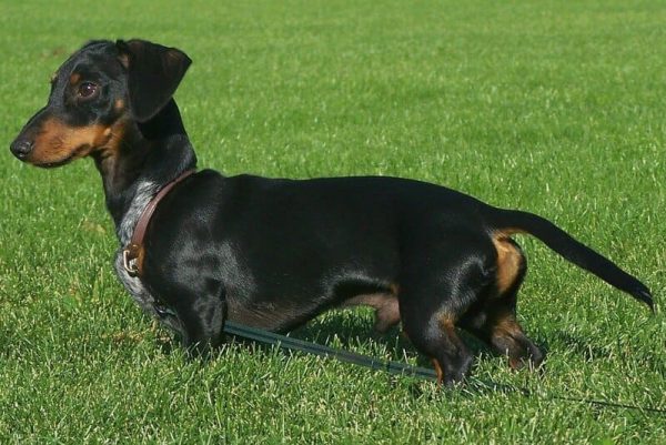 Raza de Perros El Salchicha o Tejonero