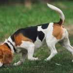 Raza de Perros el Beagle