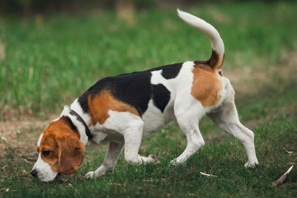 Raza de Perros el Beagle