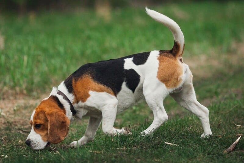 Raza de Perros el Beagle