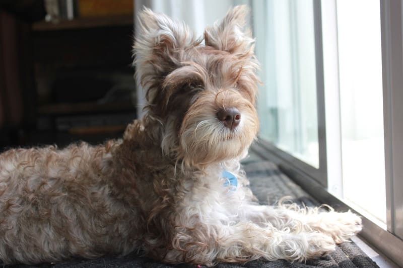 Raza de Perros el Schnauzer